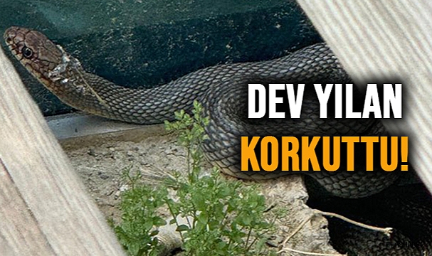 SİNOP’TA YILAN PANİĞİ!