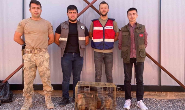 Şırnak'ta 6 'Hint şebeği' yakalandı