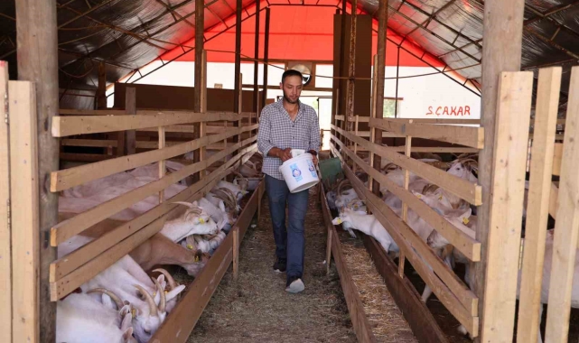 Sivas'ta sokak köpekleri dehşet saçtı