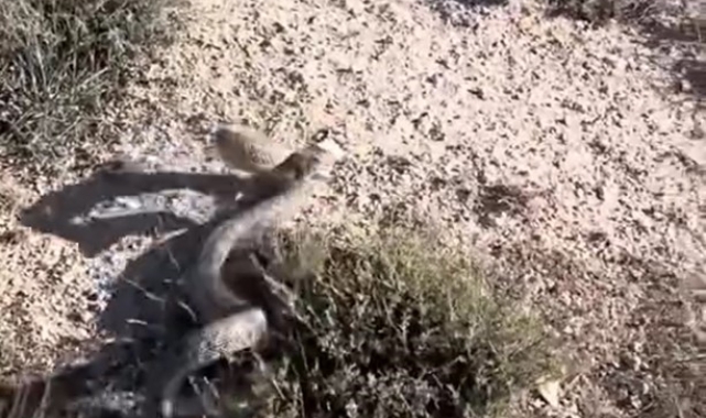 Siverek'te nesli tükenen en zehirli yılanlardan olan engerek yılanı görüntülendi