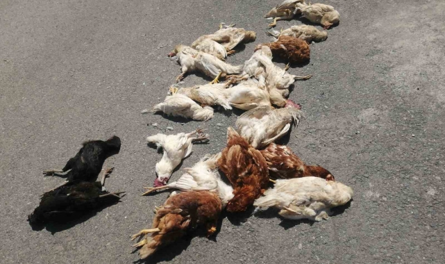 Sokak köpekleri kümes hayvanlarını telef etti: 'Horozum benim çocuğumdu' diyerek gözyaşlarına boğuldu