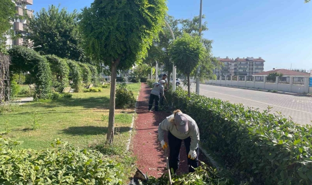 Söke Belediyesi park ve bahçeleri pırıl pırıl yapıyor