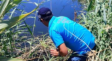 Söke'de balık ölümleri inceleme altında