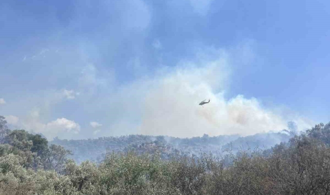 Söke'de çıkan yangında 120 dönüm zeytinlik yandı