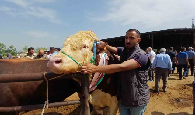 Son kurbanlığının boynuna 7 tane altın takarak satışa çıkarttı