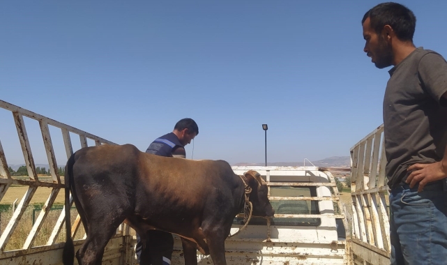 "Son Yılan Bükücü" Tuncay bir haftadır kaçan kurbanlığı yakaladı