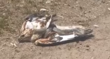 Talihsiz kartal, yılanın avı oldu