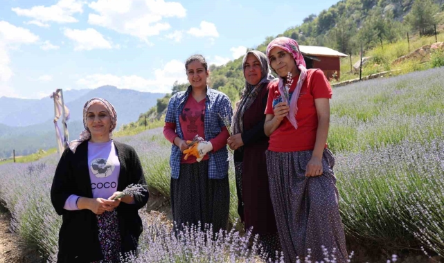 Tarlalar mor gelinliğini giydi, ziyaretçi için geri sayım başladı