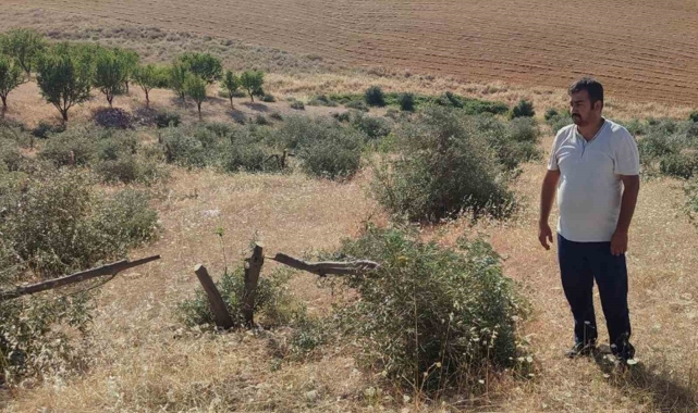 Tarlaya gidince gözlerine inanamadı