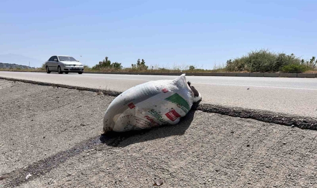 Telef olan buzağıyı çuvala koyup yol kenarına attılar