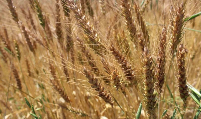 Tokat'ta yerli ve milli buğday tohumu Taner'in ekimi gerçekleştirildi