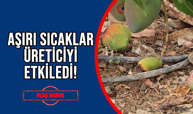 TROPİKAL MEYVE ÜRETİCİLERİ AŞIRI SICAKLA MÜCADELE EDİYOR