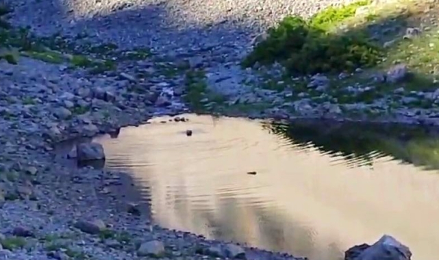 Tunceli'de ayıların su keyfi