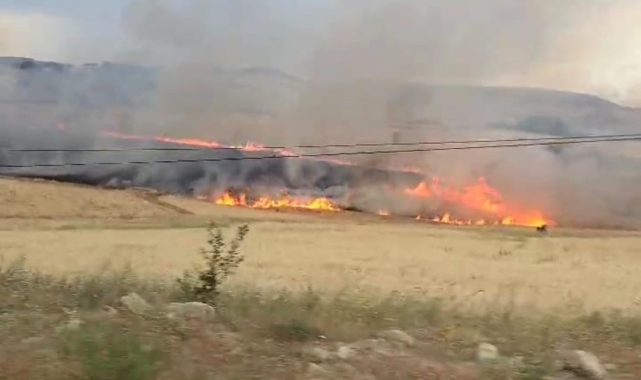 Tunceli'de yıldırım ekili alana isabet etti, yüzlerce dönüm buğday kül oldu