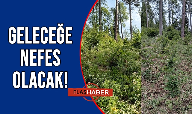 TÜRKELİ ORMANLARI GELECEĞE HAZIRLANIYOR!
