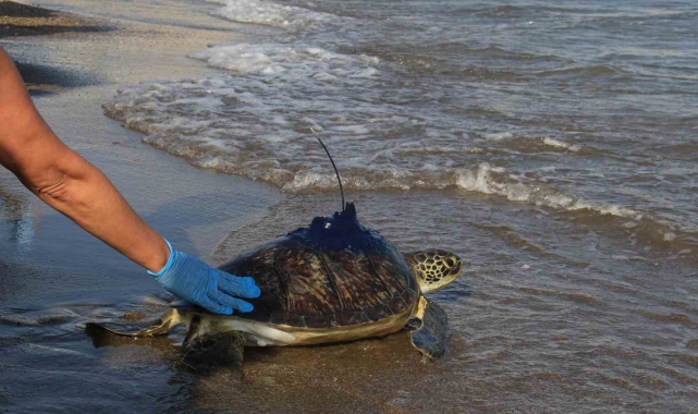 Uydu vericisi takılan yeşil deniz kaplumbağaları denize bırakıldı