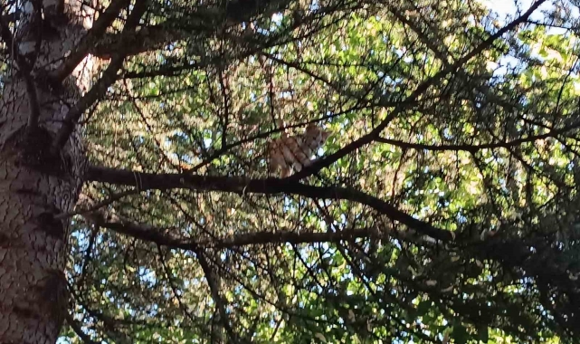 Vatandaş operasyonda başarısız olunca devreye itfaiye girdi