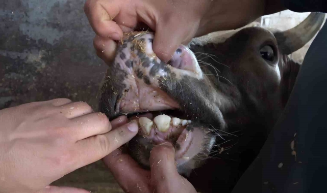 Veteriner hekimden kurbanlıklarda yaş ve küpe uyarısı