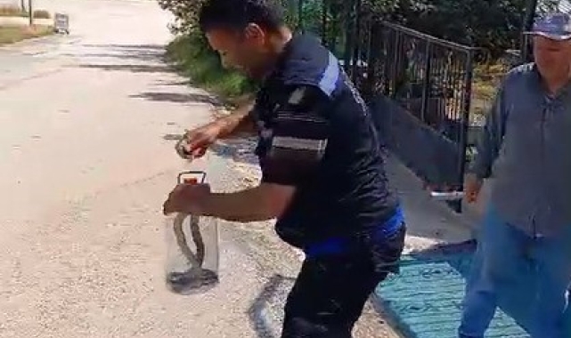 Yakaladığı yılanı pet şişeye koydu, doğaya saldı