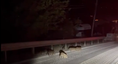 Yalova'da yavru domuzlar kara yoluna indi