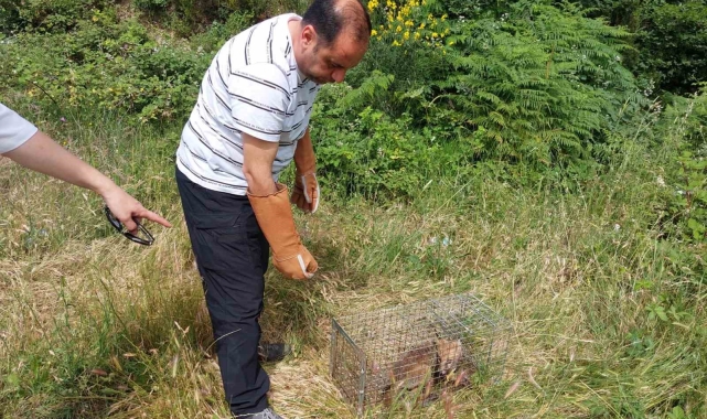 Yalova'da yerleşim merkezlerine inen tilkiler doğaya bırakıldı