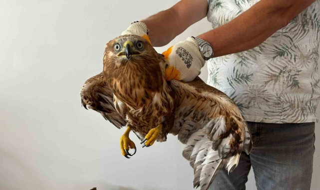 Yaralı şahin tedavi altına alındı