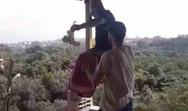 Yavru baykuşlar koruma altına alındı