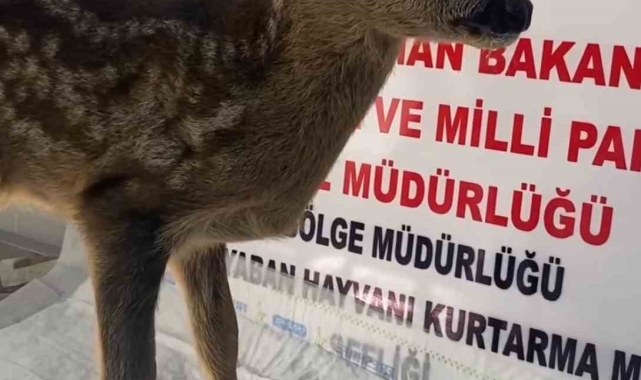 Yavru karaca Sinop'ta tedavi altına alındı