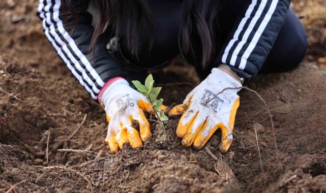 Yeşil Dönüşüm Ormanları Projesi, 80 bin metrekare yeşil alan oluşturdu