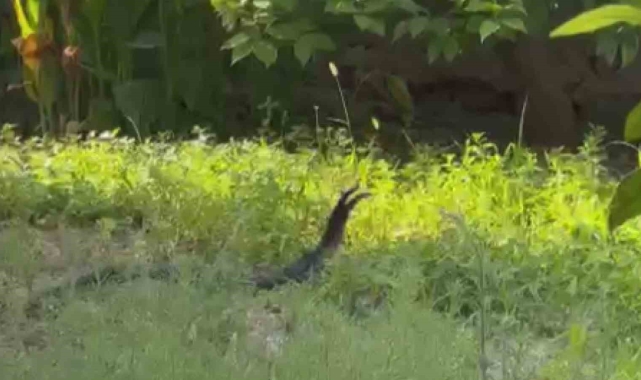 Yılanların çiftleşme dansı kamerada