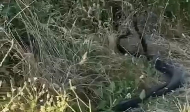 Yılanların çiftleşme dansı kamerada