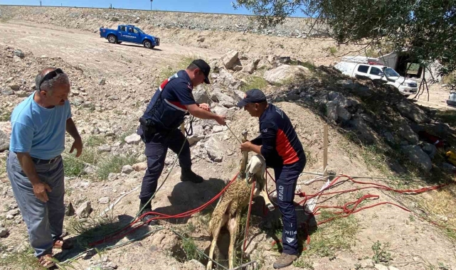 Yolcunun çay molası kuyuya düşen koyunu kurtardı