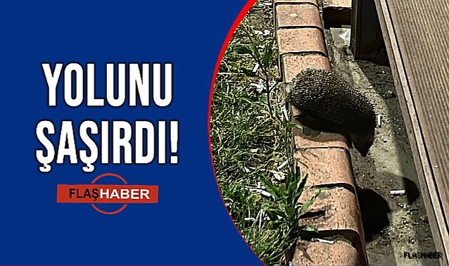 YOLUNU ŞAŞIRAN KİRPİ NE YAPACAĞINI BİLEMEDİ!
