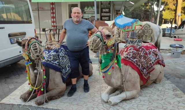 Yörük kültürünü yaşatmak için 36 yıldır develeriyle festivallere gidiyor
