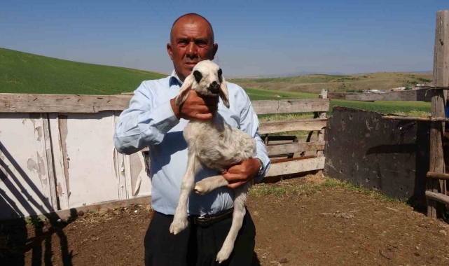 Yozgat'ta üç bacaklı kuzu hayrete düşürdü