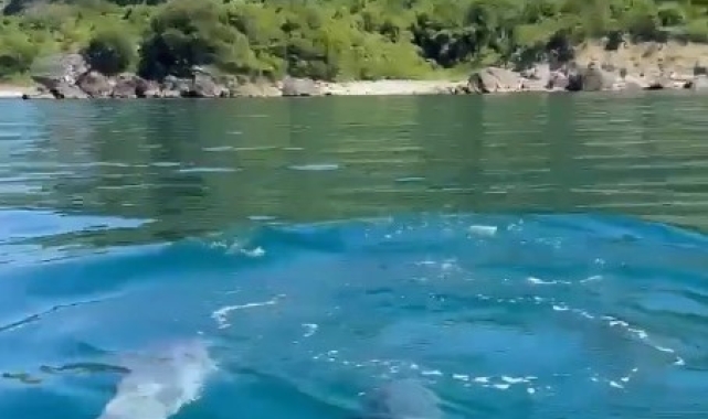 Yunuslar, balıkçı teknesine eşlik etti