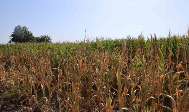 Yüzlerce dönüm ekili mısır, sulanamayınca olgunlaşmadan kurudu