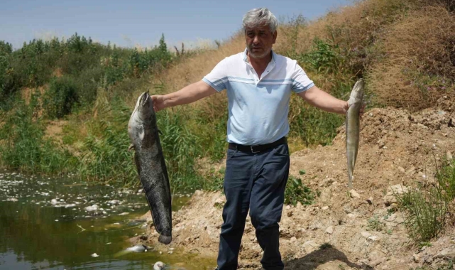 Zehir akan Nilüfer Çayı'nda balık katliamı