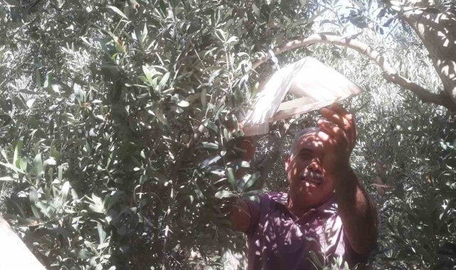 Zeytin bahçelerinde haftalık kontroller devam ediyor