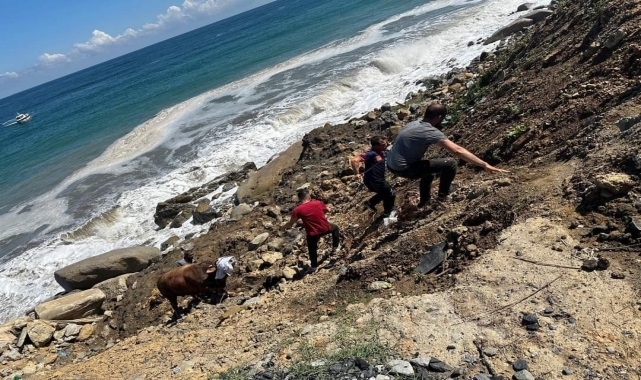 Zonguldak'ta kesime getirildiği sırada denize kaçan boğayı itfaiye ekipleri yakaladı
