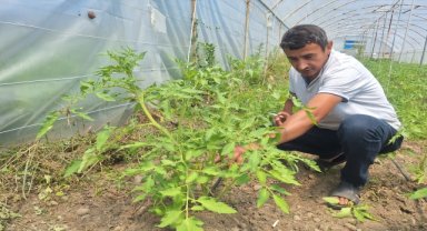 Zonguldaklı emekli madenci ata tohumuyla domates yetiştiriyor