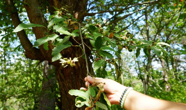 17 bin hektarlık kestane ormanlarında mücadele sürüyor