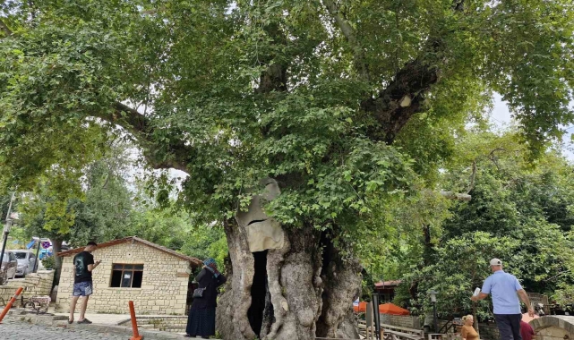 3 bin yıllık olduğuna inanılan abide çınar ağacı, dev cüssesiyle ilgi uyandırıyor