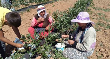 3 yıl önce kurak bir araziye deneme amaçlı ekildi, şimdi köyün geçim kaynağı oldu