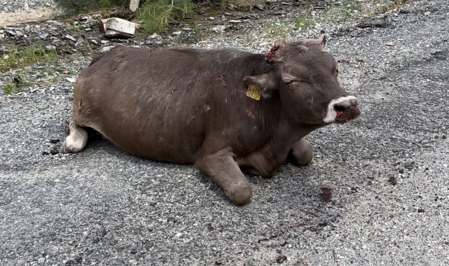500 metrelik kayalıktan düşen inek ağır yaralandı