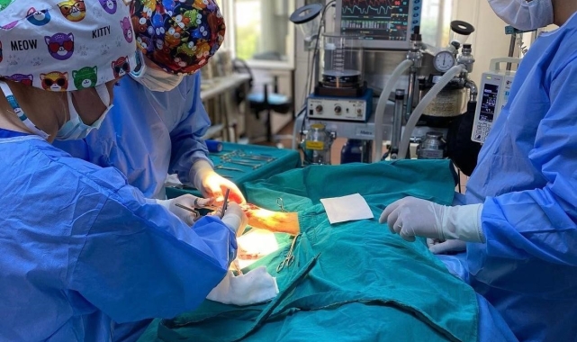 6 ayda 2 bin 170 kedi ve köpek kısırlaştırıldı