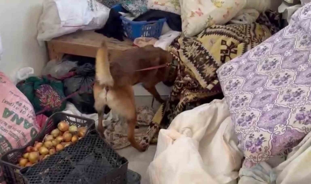 7 kilo esrar yakalatan şüpheli: "İçimlik alacaktık, uygun verince 4 arkadaş toplu aldık"