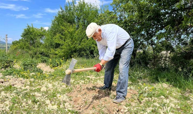 80 yaşında tarlada gençlere taş çıkartıyor: "Çalışmadan duramıyorum"