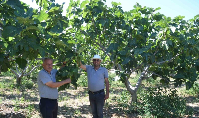 800 rakımlı mahallede yaş incir rekoltesi üreticinin yüzünü güldürecek