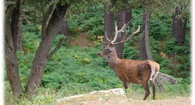 87 kızıl geyik ve 354 bin 754 adet sülün üretilerek doğaya salındı